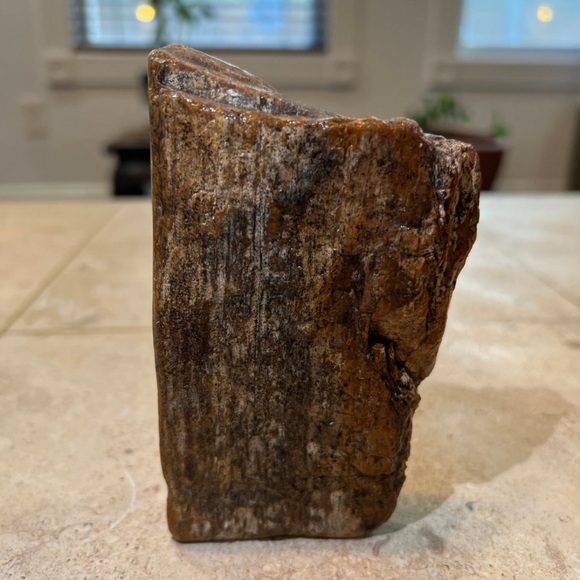 petrified wood - Picture 10 of 10